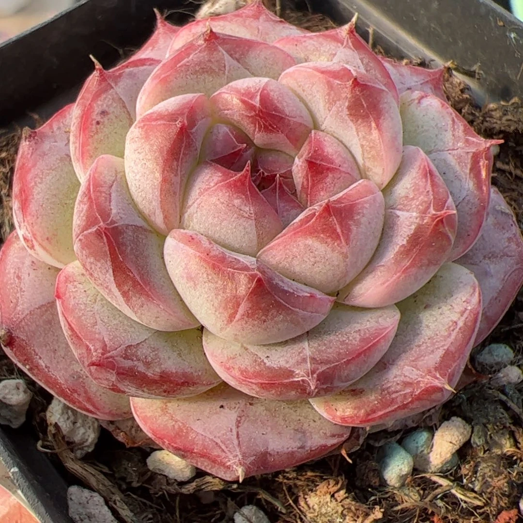 229 多肉植物组合盆栽