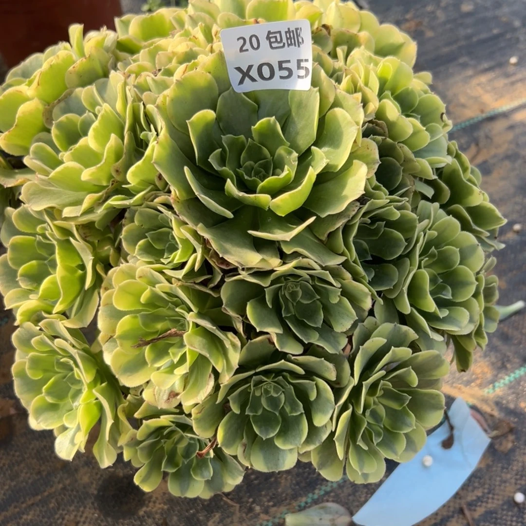 055绿豆沙，满20包邮嘟叮熊