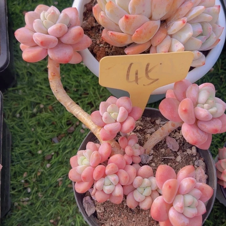 健健康康平平安安