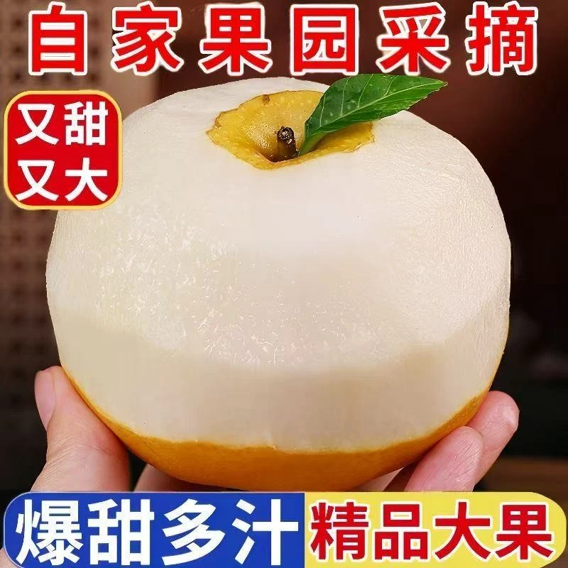 山东秋月梨新鲜当季水果脆甜多汁皮薄肉厚现摘现发正宗冰糖梨子