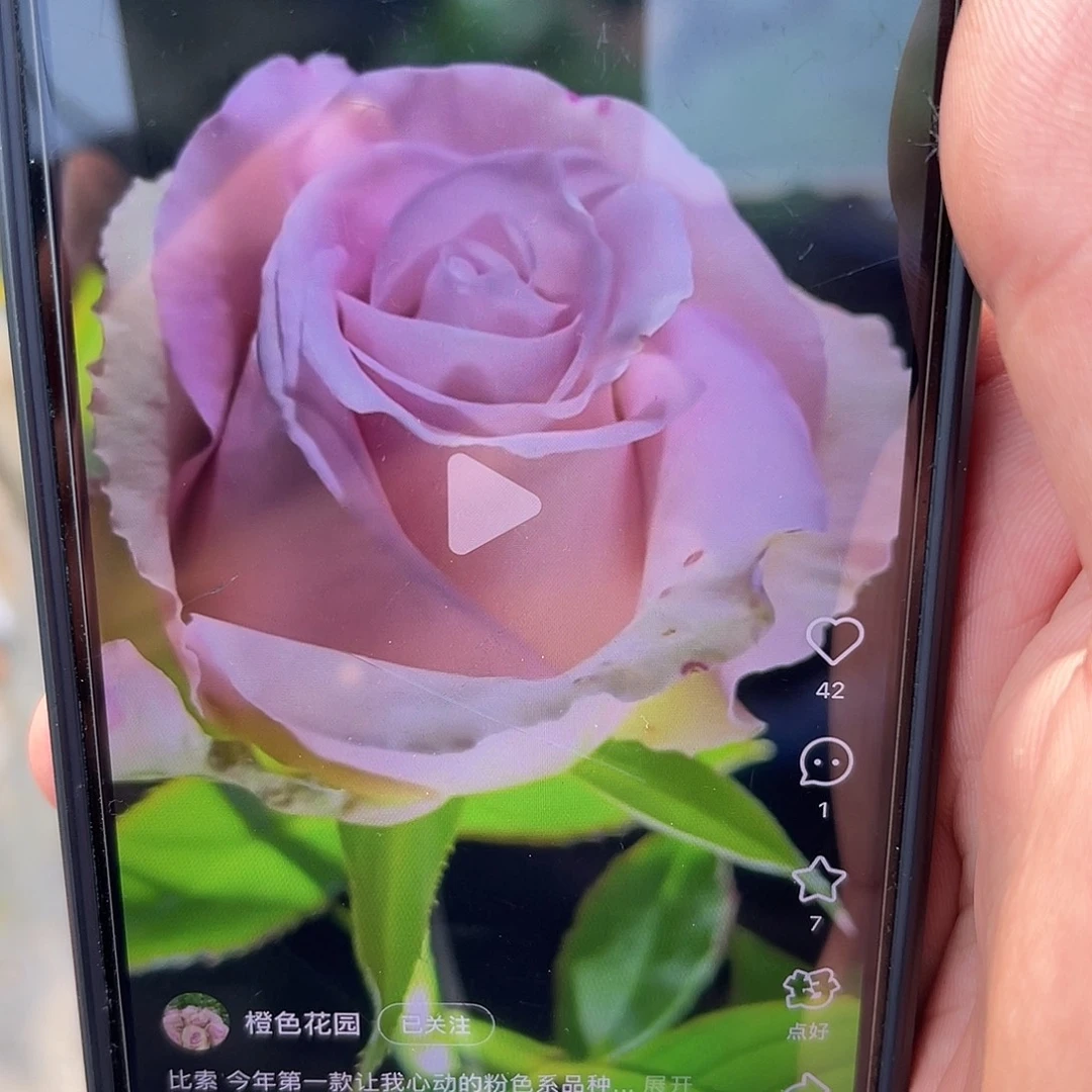 无花朵———-比索 特大苗