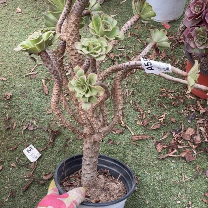 多肉千年老妖法师592