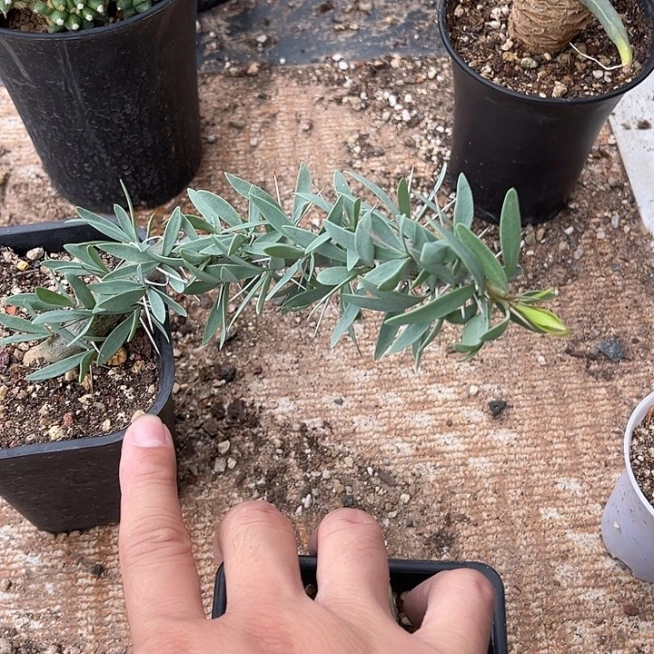 无花朵一物一拍下单包邮