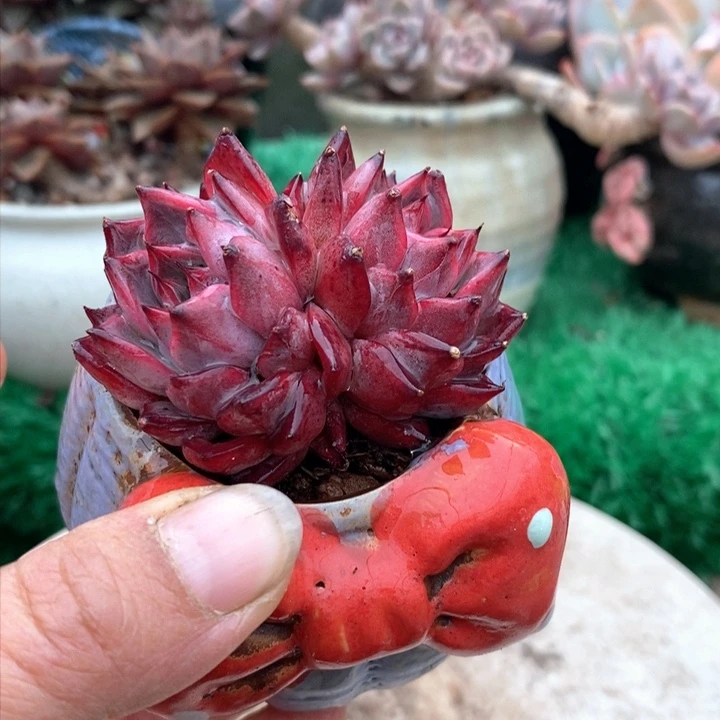 绿龙杂带盆土多肉