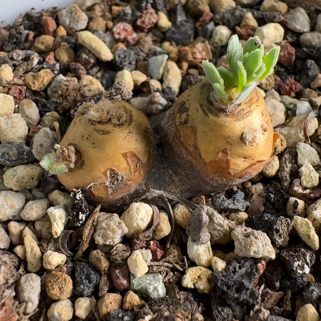 sewefontein格加厚敦菊