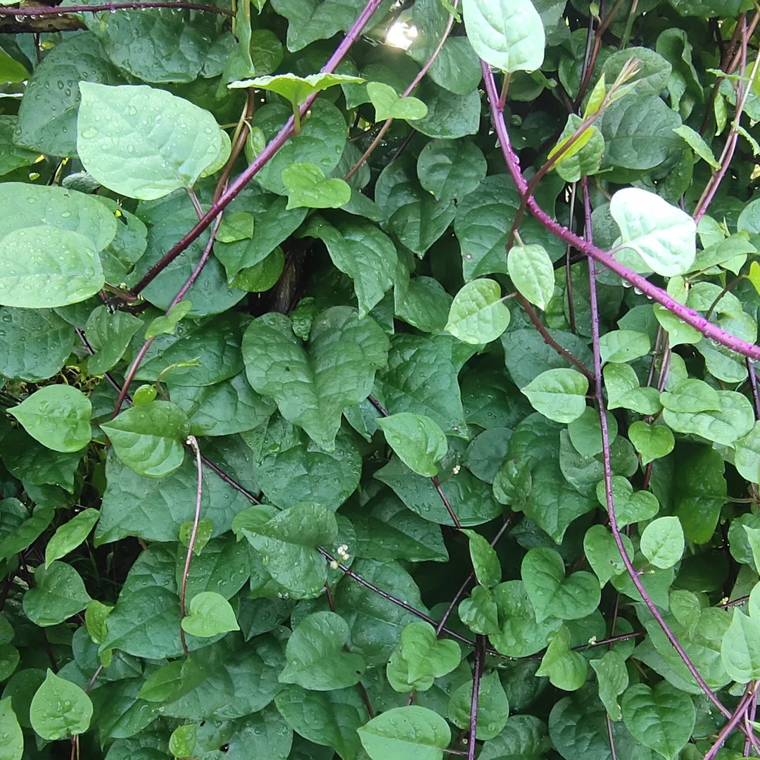 新鲜现采藤菜 紫潺菜新生儿洗澡 紫藤菜 紫落葵 红藤菜紫木耳菜