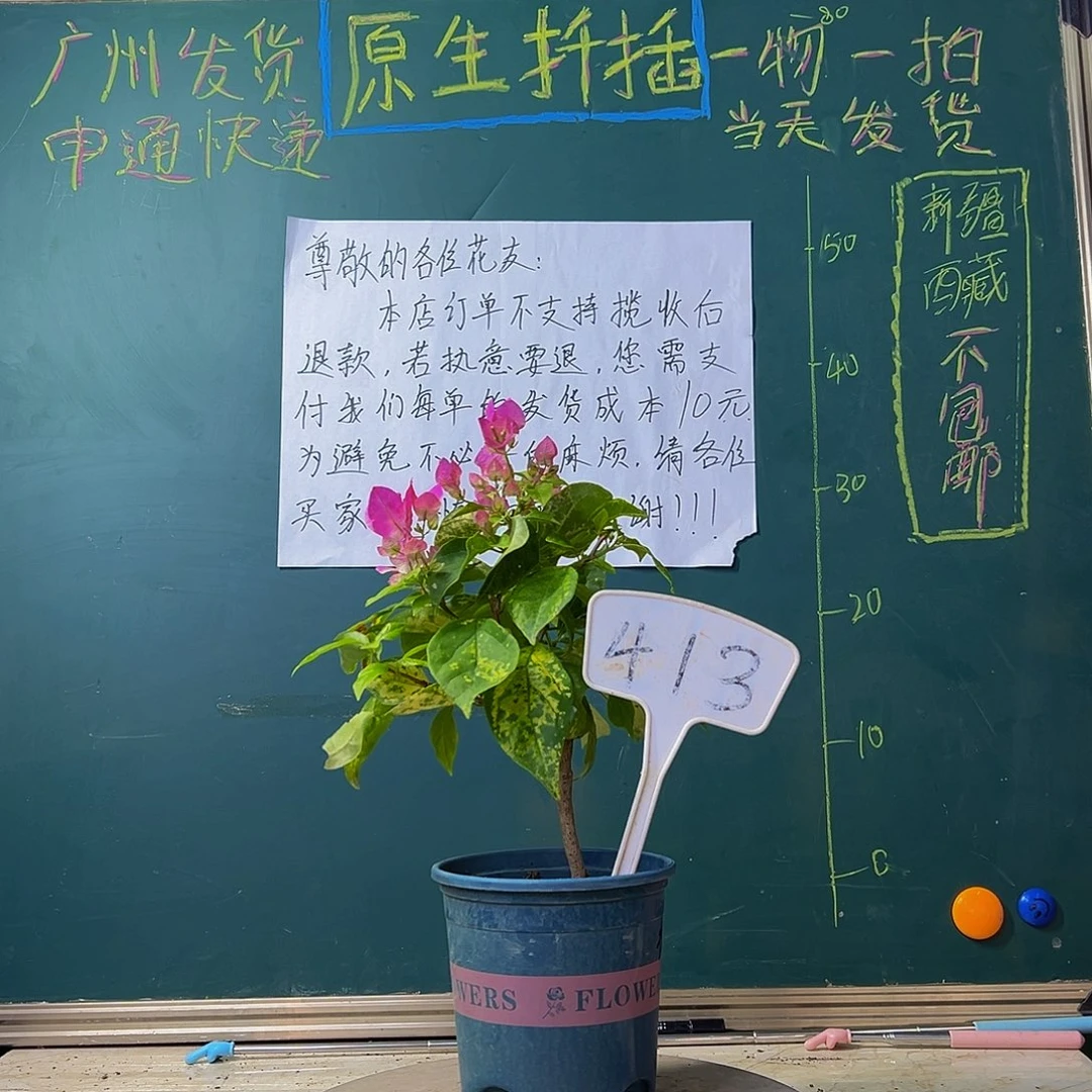 当前无花栽培后可以开花 炸 斑红樱 413