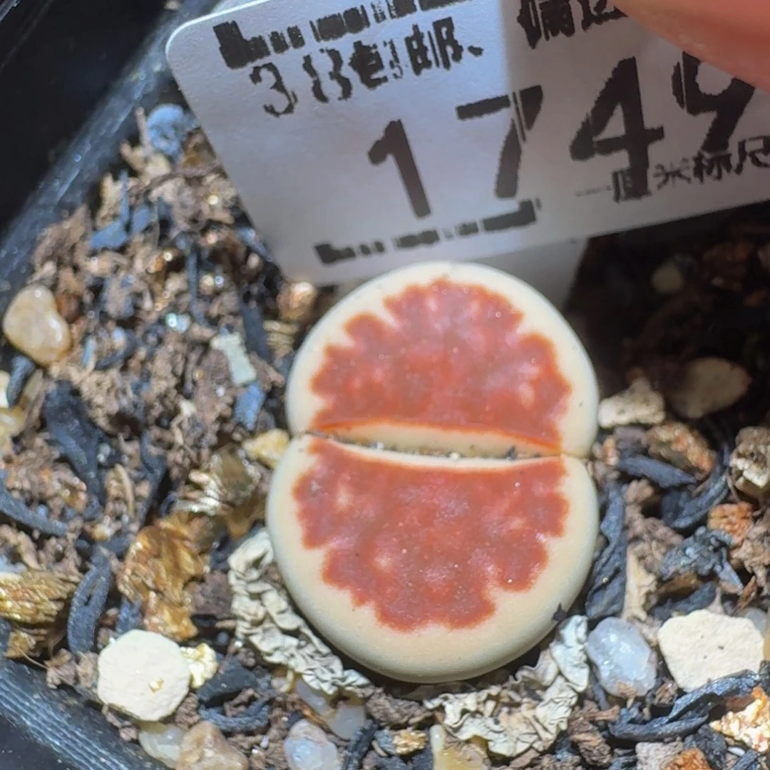 zzzzzz生石花肉锥1749