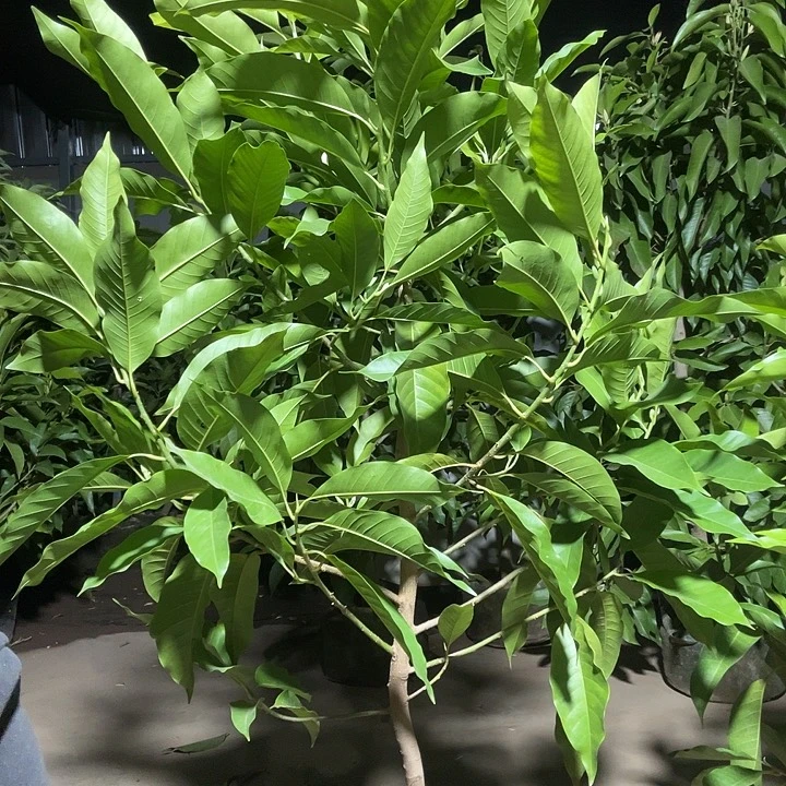 完全开放白兰花88价位