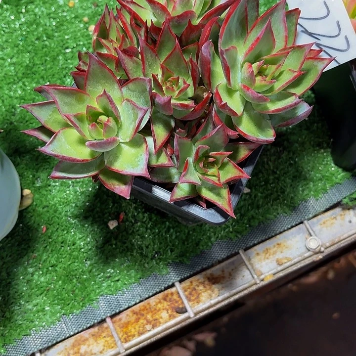 阿***礼丽娟花卉惊鸿多头
