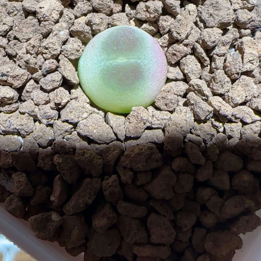 肉锥多肉植物组合-sh1200拉登185