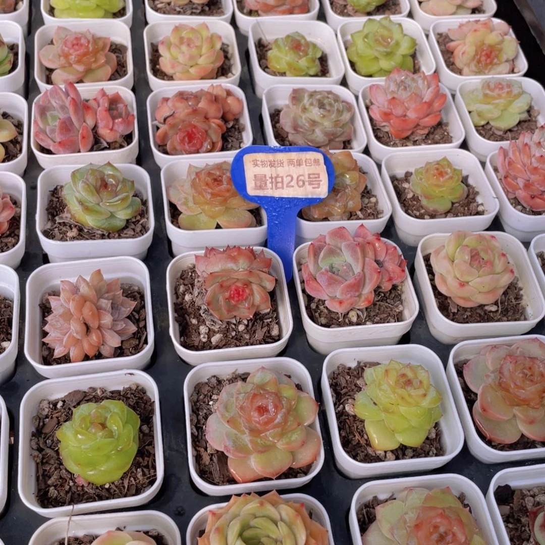 量拍26号 七彩糖心组合6个