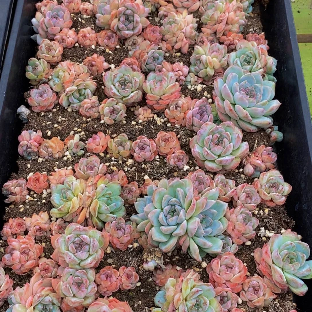 831多肉植物保护研究所