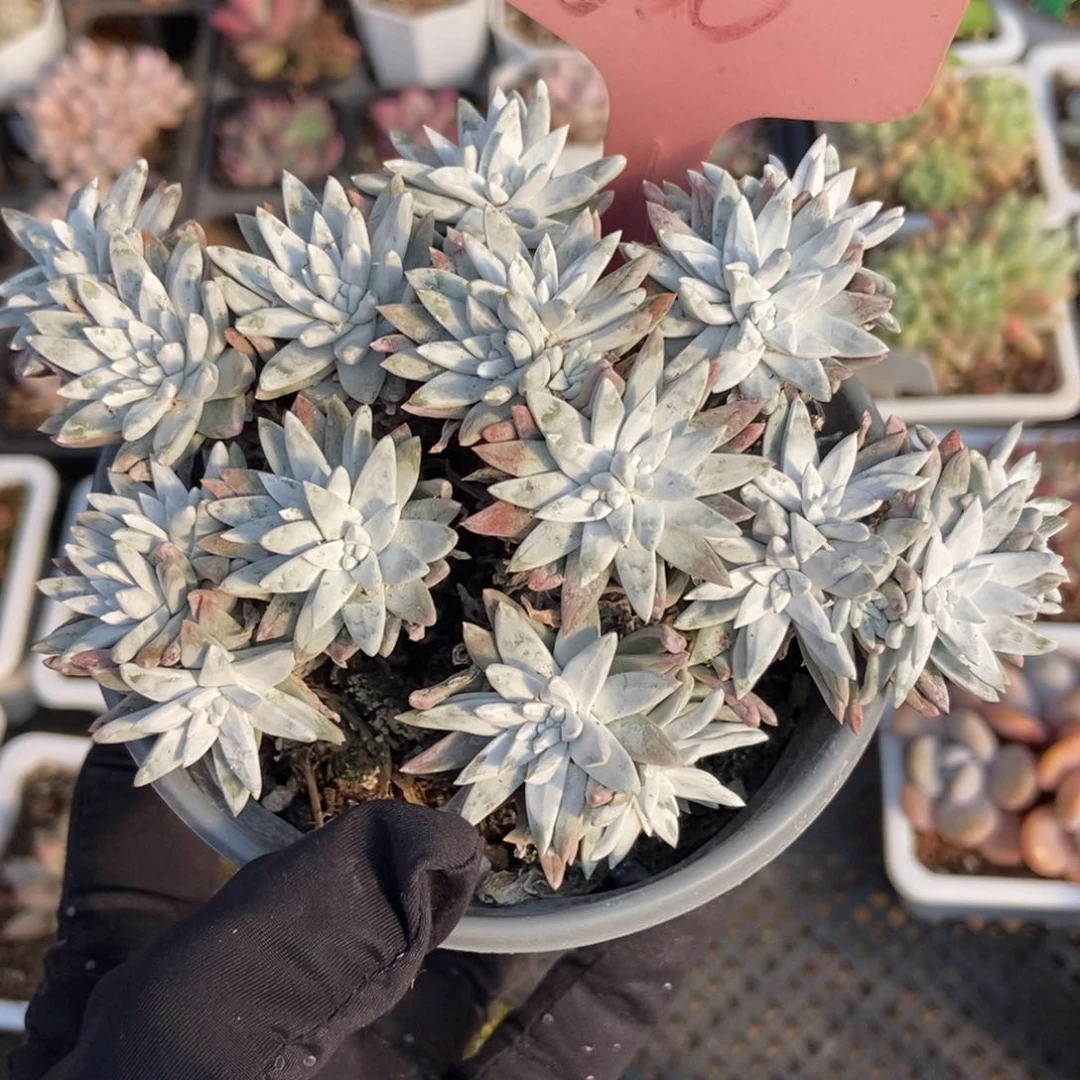 630白菊多肉植物保护