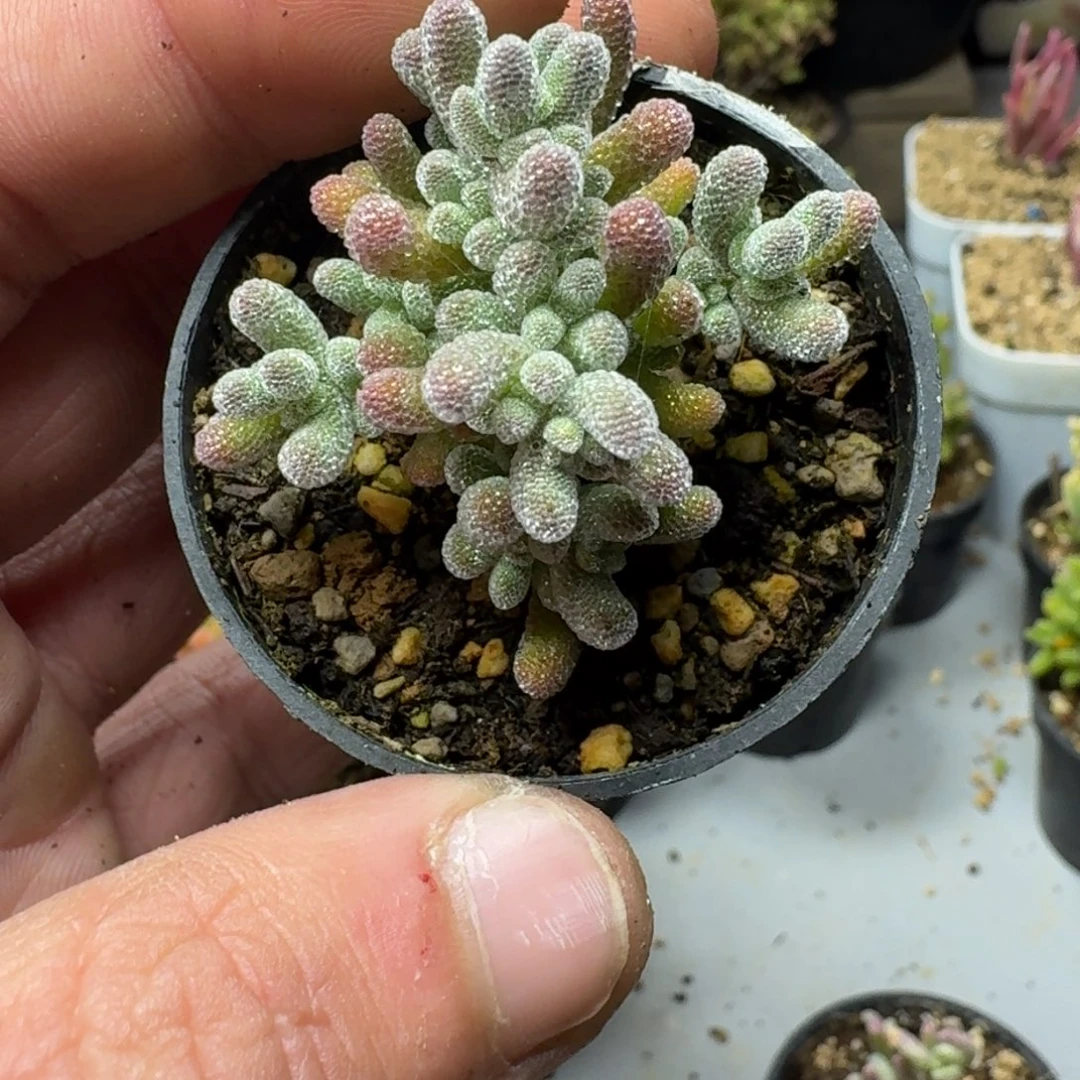 冰晶 多肉植物枝干