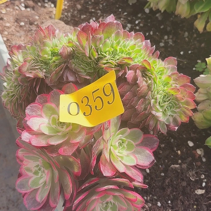 多肉植物福利0359