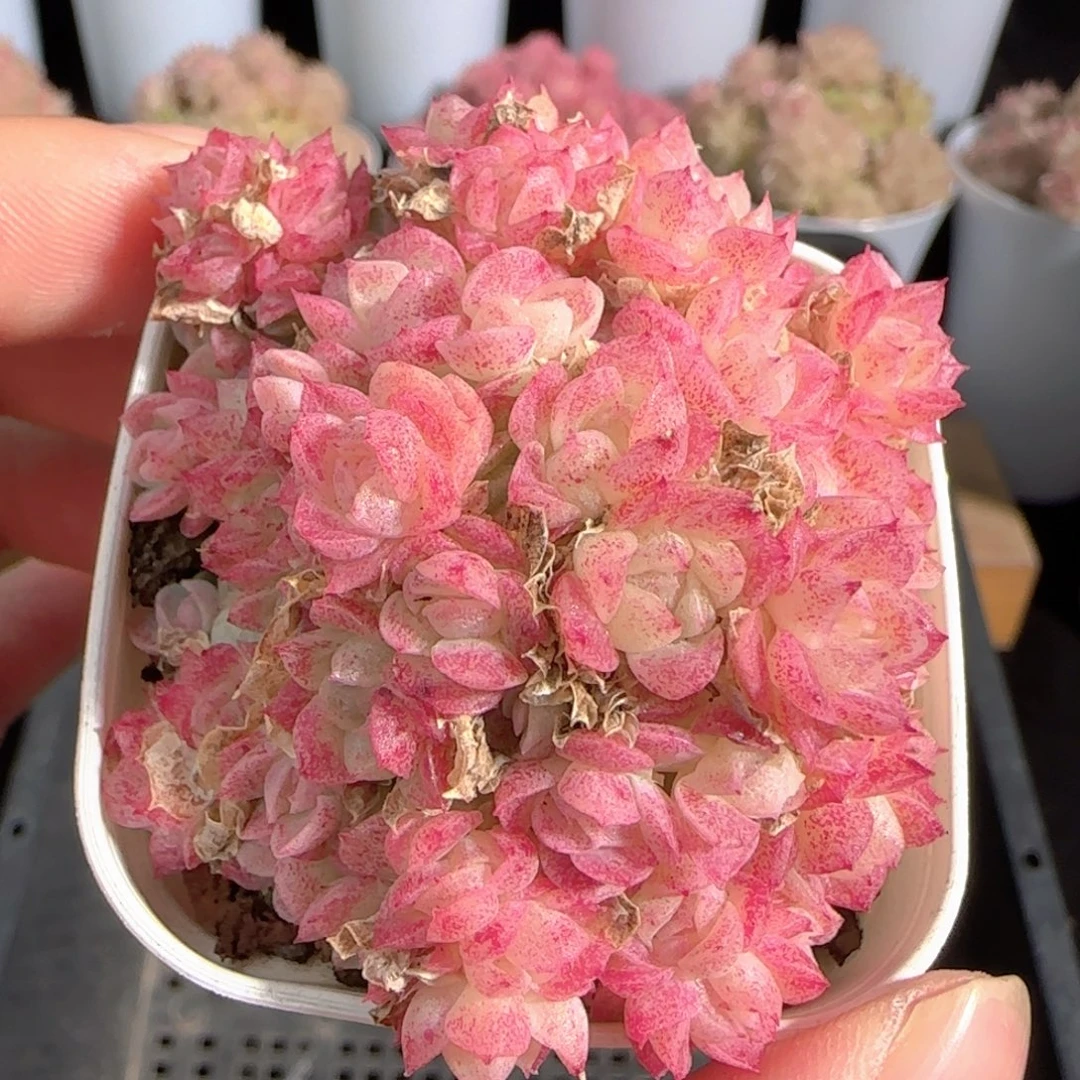 多肉0105-99捕虫堇