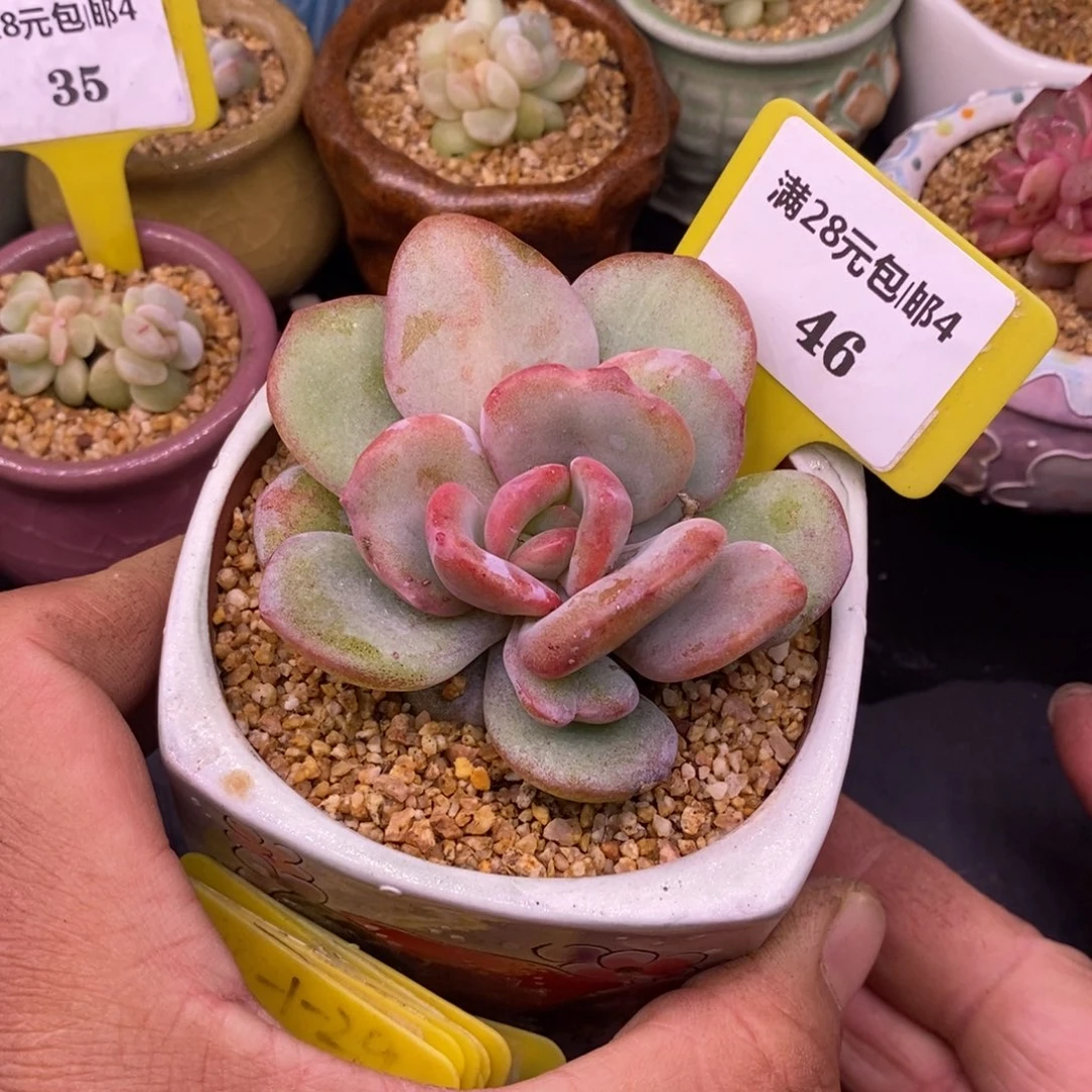 446奶茶石化拉丝锦…………