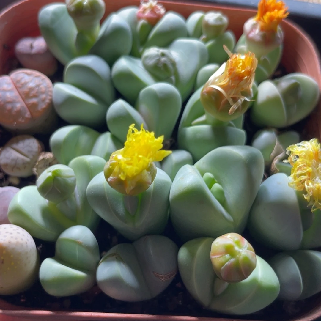 大盆特价一物一拍～31