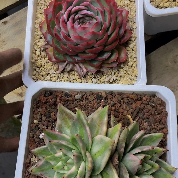 一物一拍两颗一起