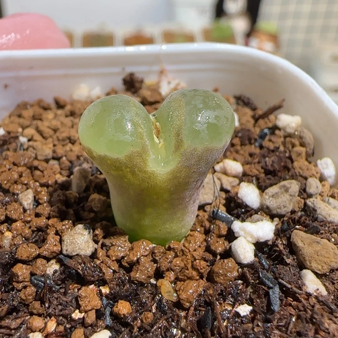 肉锥多肉植物组合-侧影1115