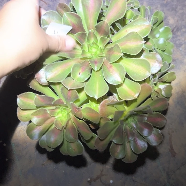 不包断枝一物一拍125
