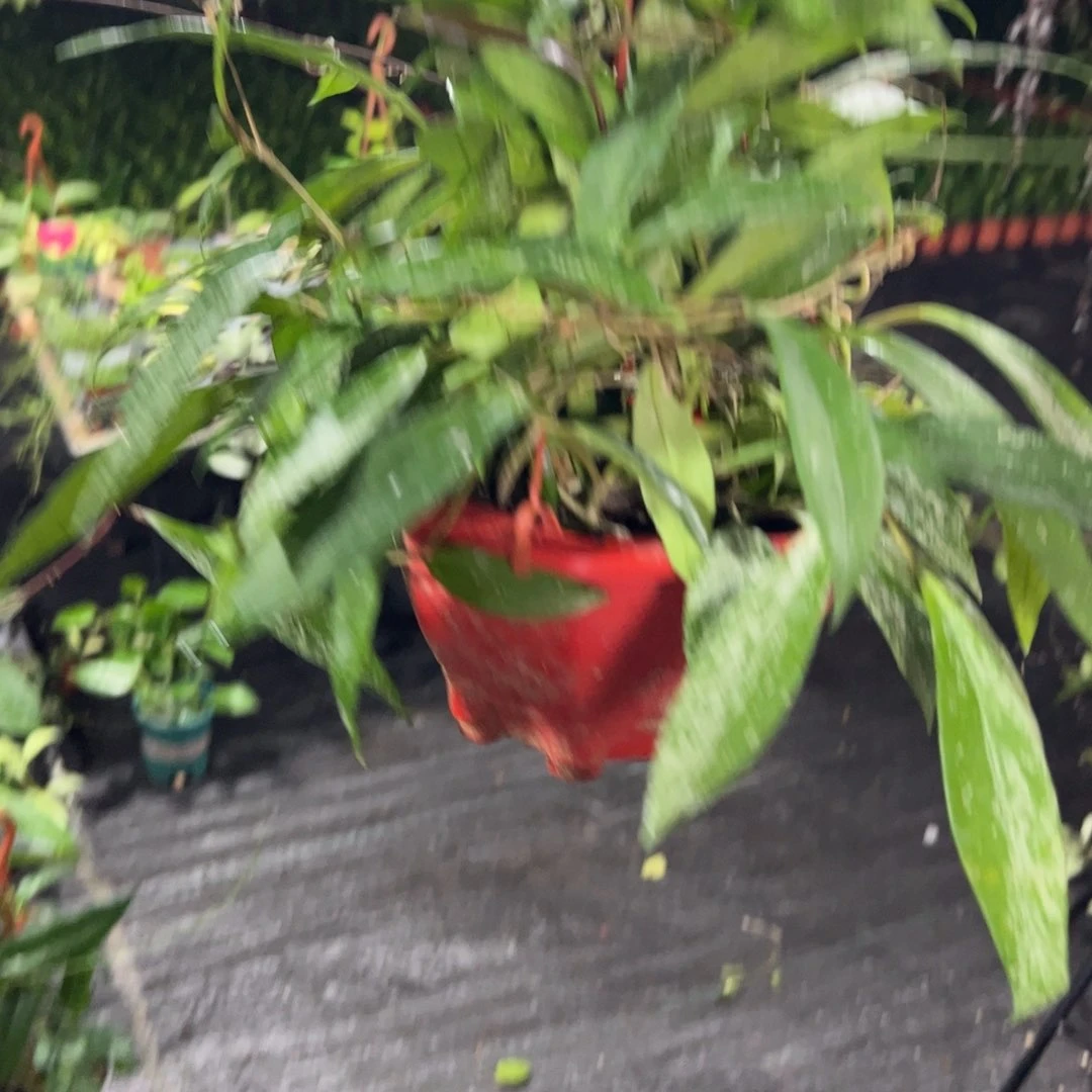浩***～无花朵高斑银粉球兰
