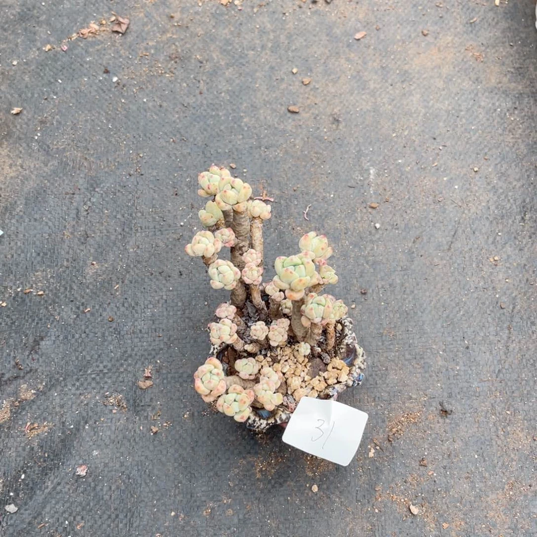 早**富0031蜜桃多肉植物