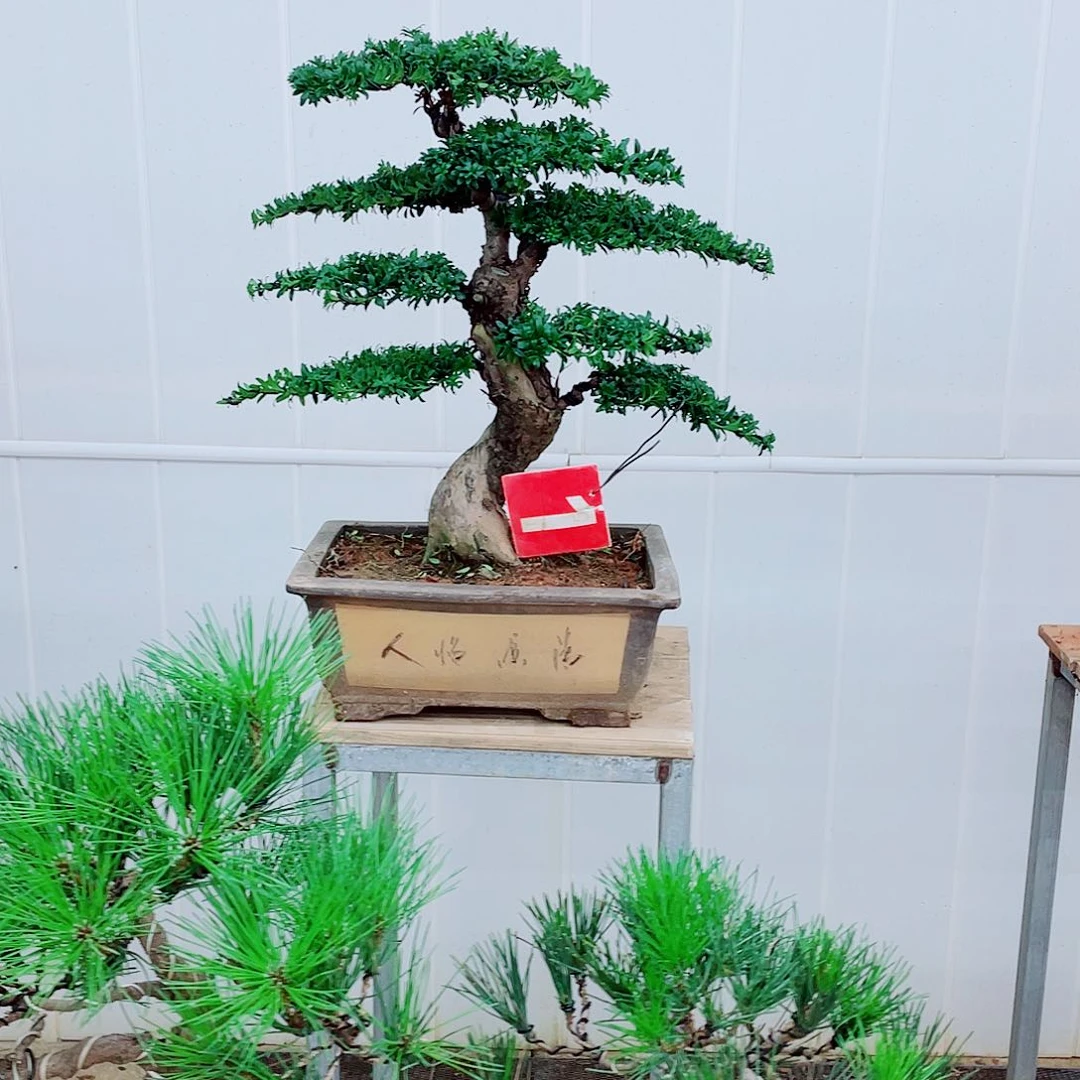无花朵罗汉松盆景艺术的
