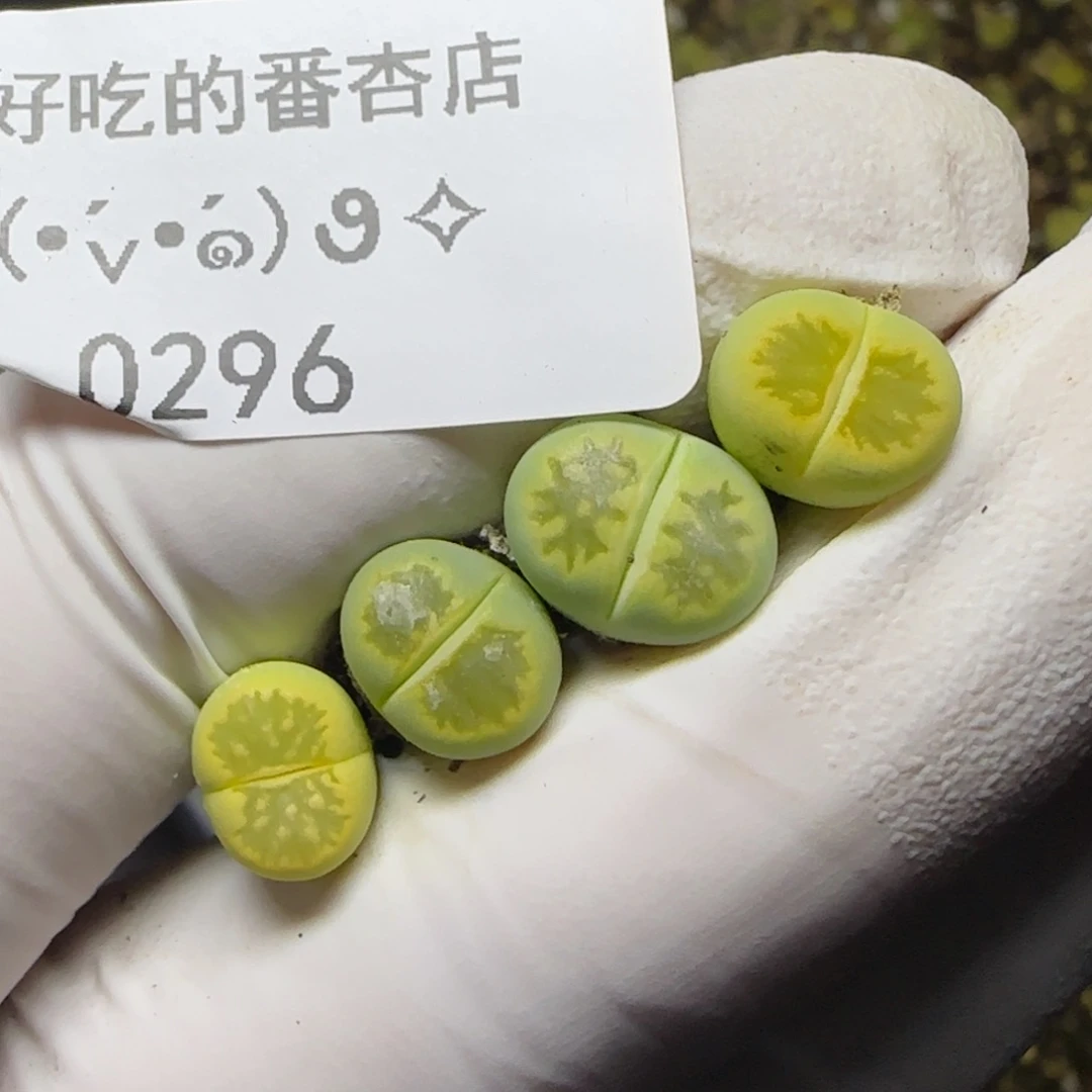 0296。绿菊。。。。。。。。。