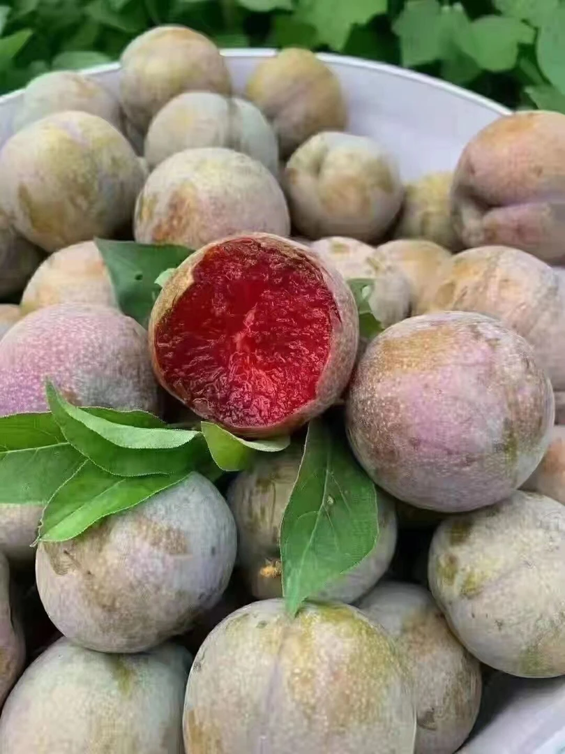 正宗广东韶关翁源三华李红心李水果脆甜李子果现摘可零售批发