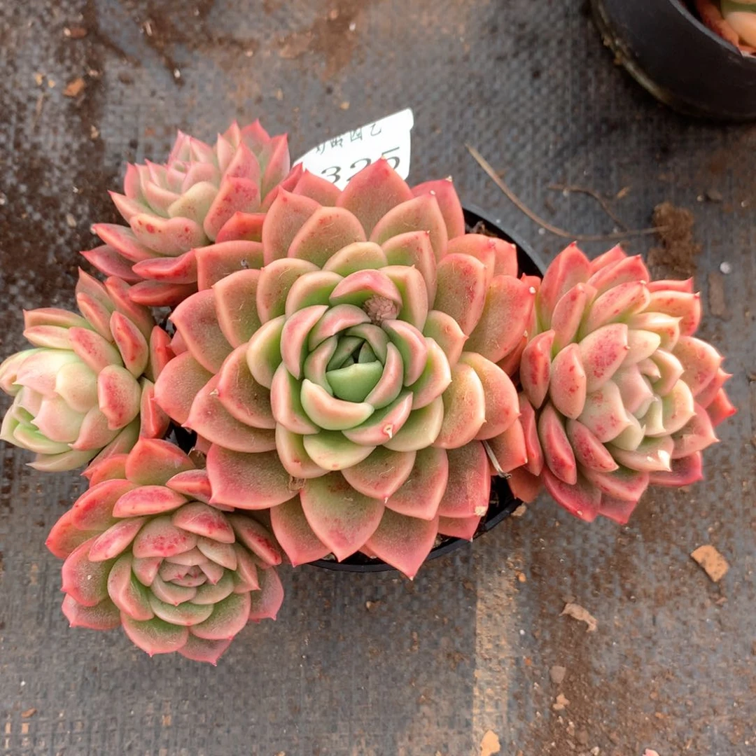 3325杂交多肉植物基地