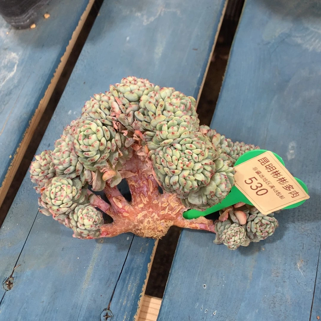 喜*白胖子缀化无砍树形530