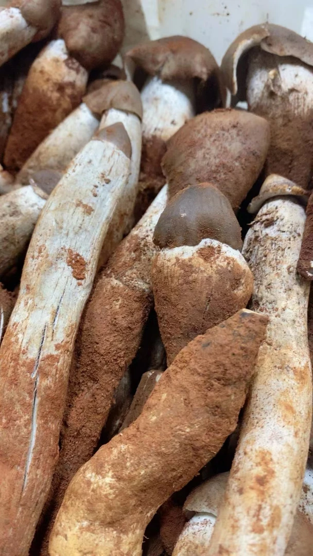 云南黑皮鸡纵新鲜野生菌（统货）可发外省，黑皮鸡纵