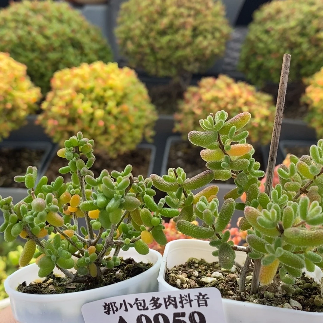 小***金实生米粒➕冰糖0959