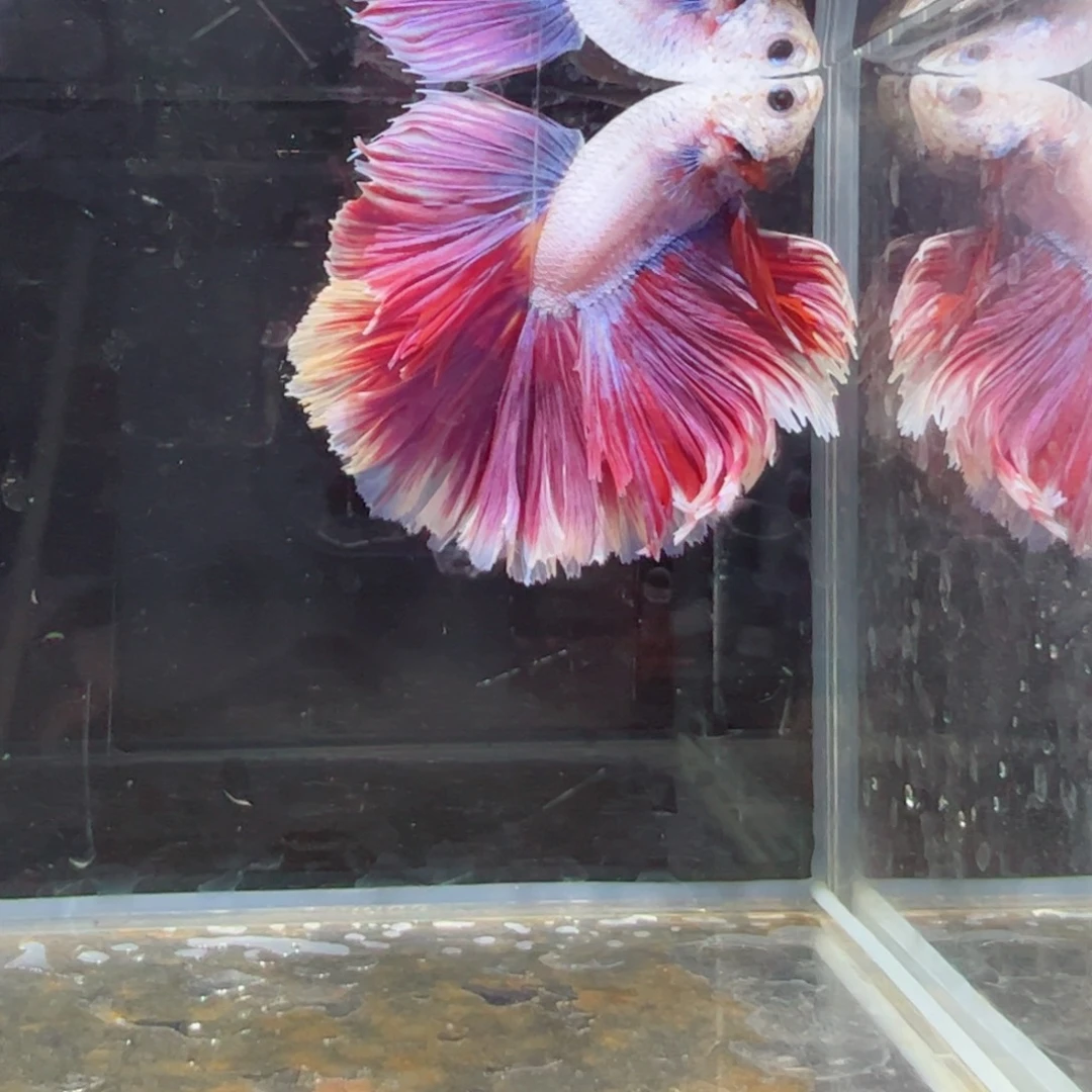 斗鱼浅色特殊尾hhhh