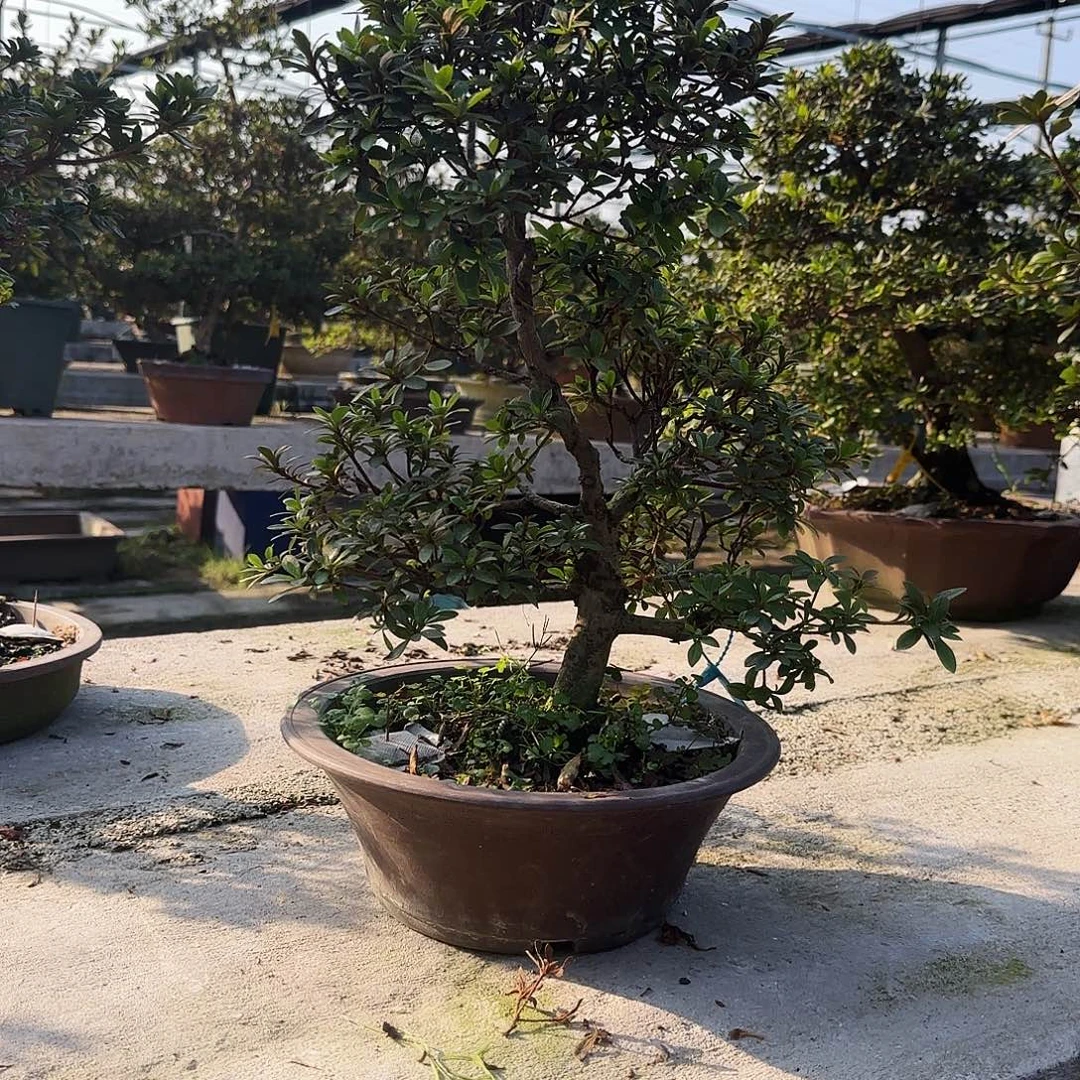 无花朵日光有花朵