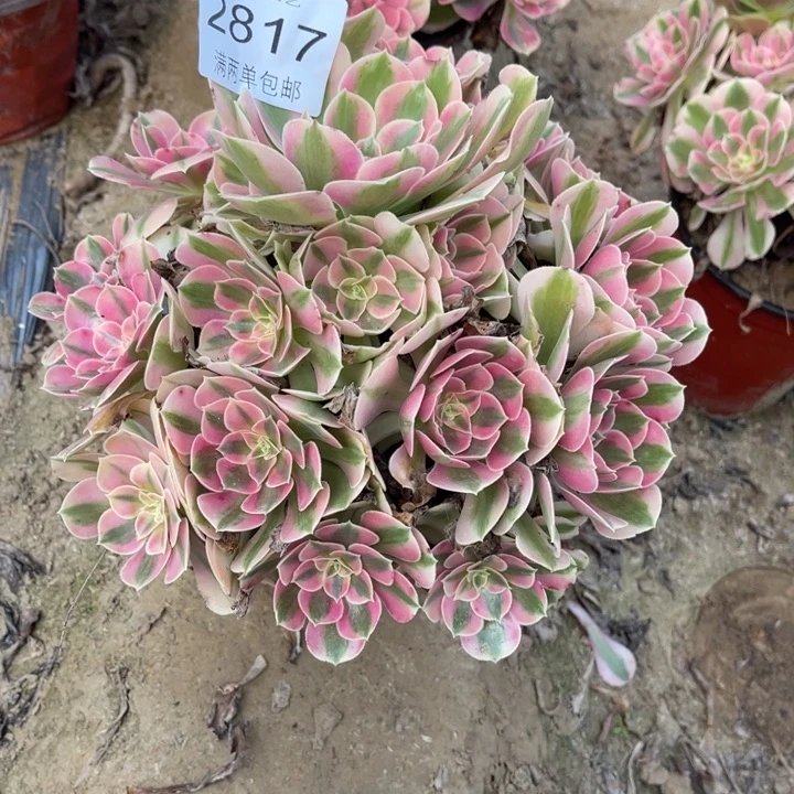 金***提女巫的人多肉的人2817