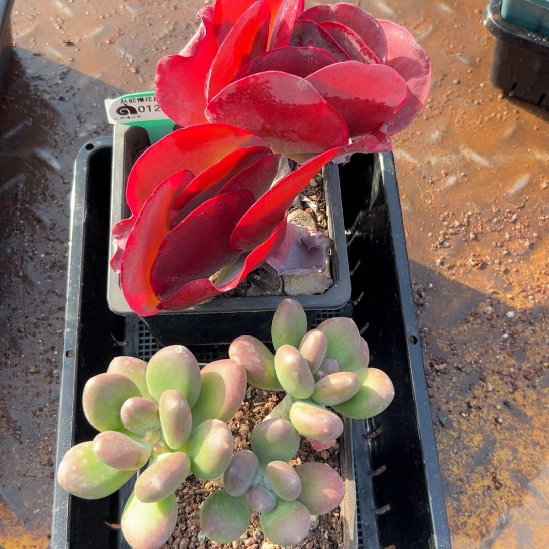 多肉精选编号0122.60