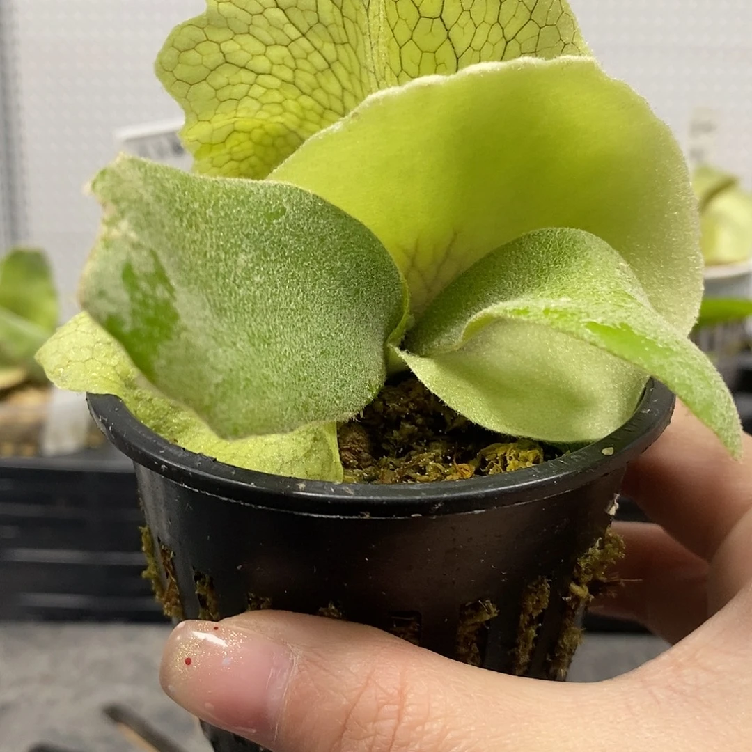 无花朵小皇冠鹿角蕨