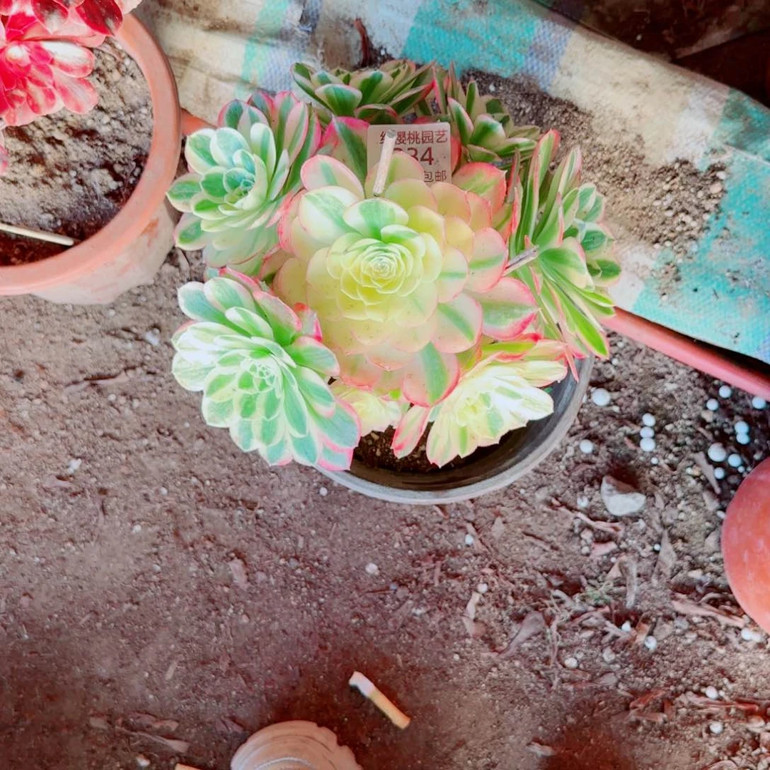 海鲜法师多肉234