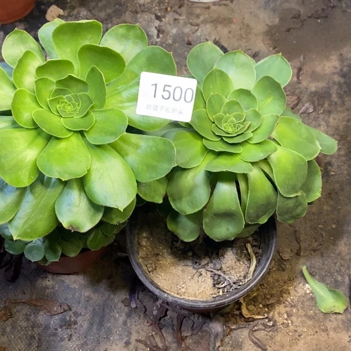 花***语两盆多肉断头不包1500
