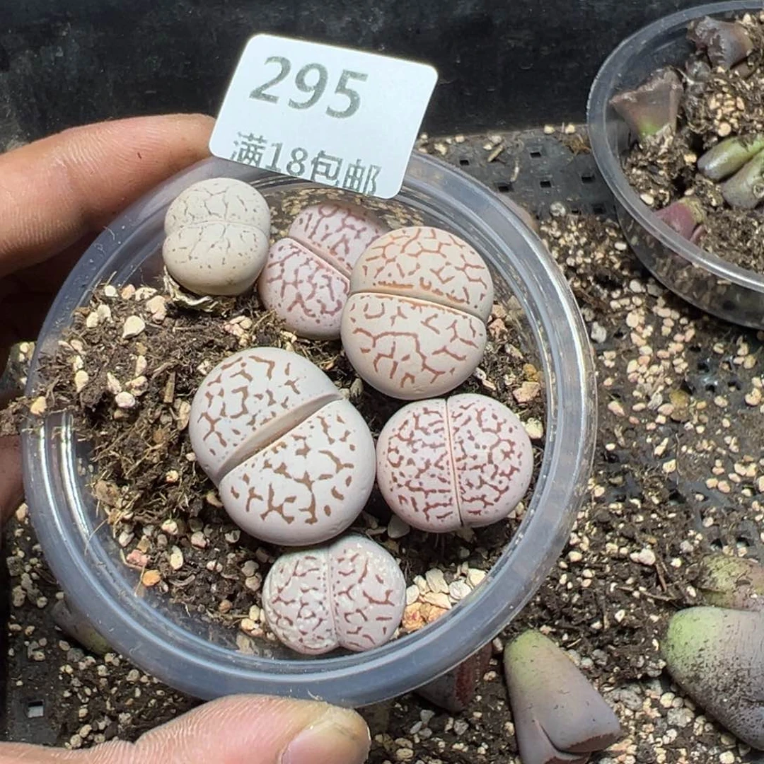 【闪购商品】妞 295。