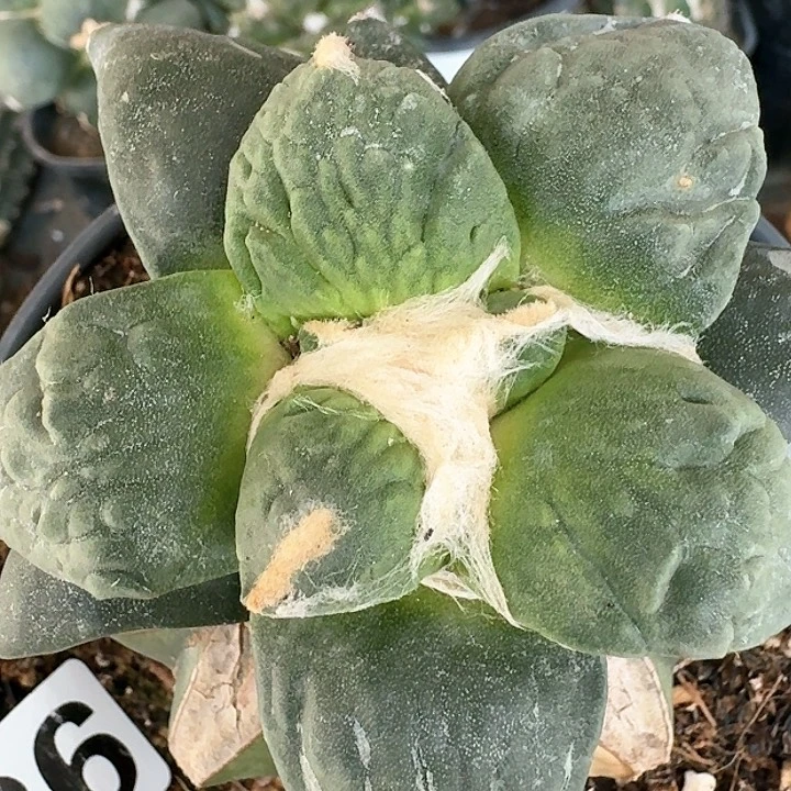 【闪购商品】无花朵走*牛蛇怒626