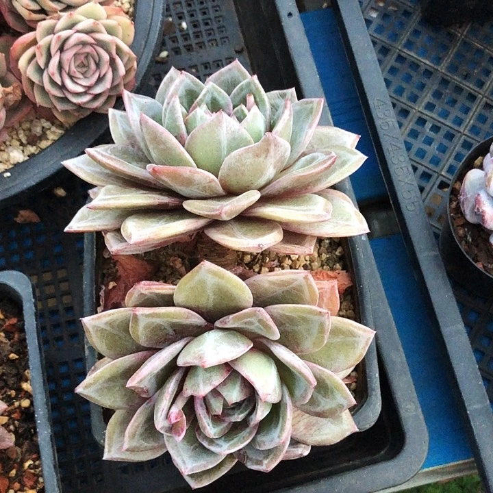 德国香槟多肉植物