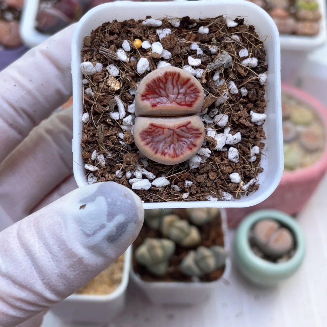 34号 带盆土发货