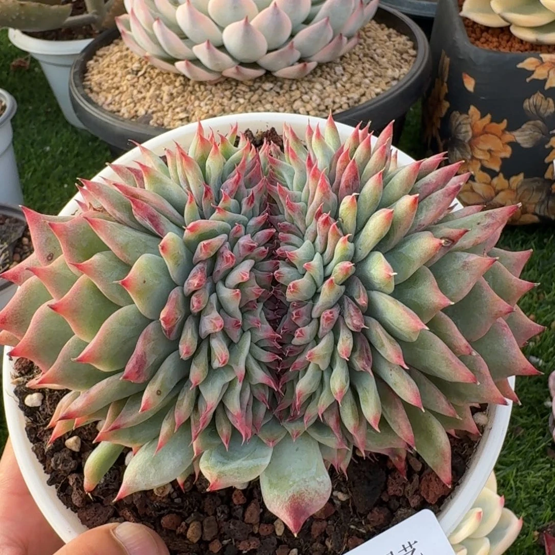 2901吉娃娃缀多肉植物