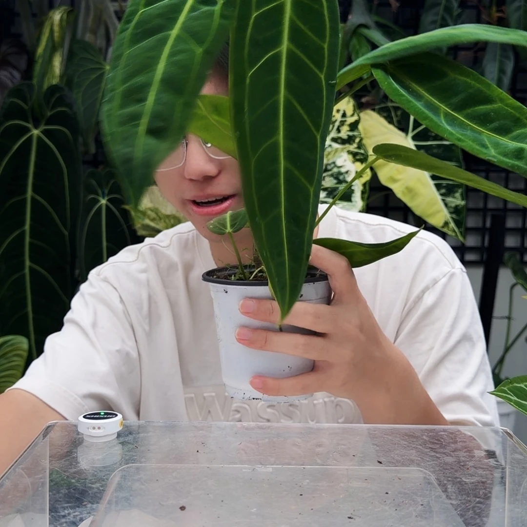 不开花植物B49 火鹤后