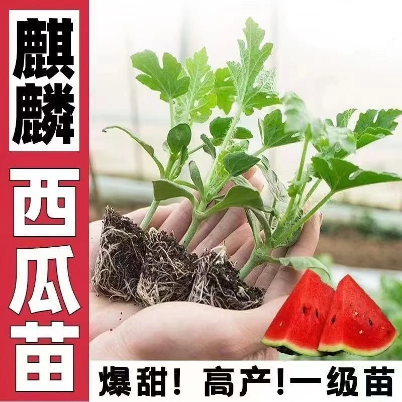 早熟高产早春西瓜苗甜王8424麒麟西瓜阳台盆地载西瓜大苗