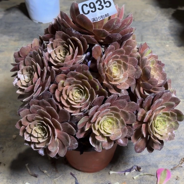 瑞妈多肉植物935